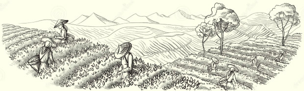 Assam Tea Garden