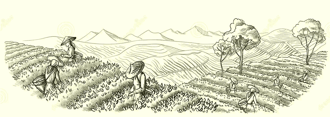 Assam Tea Garden